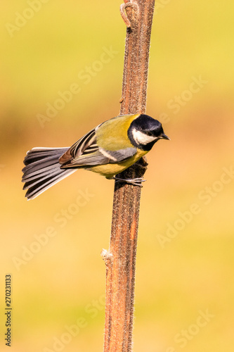 cinciallegra (Parus major) sull'albero