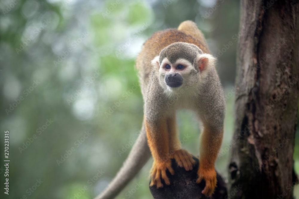 Squirrel Monkey Climbing trees in nature. Squirrel Monkey Climbing trees in nature.