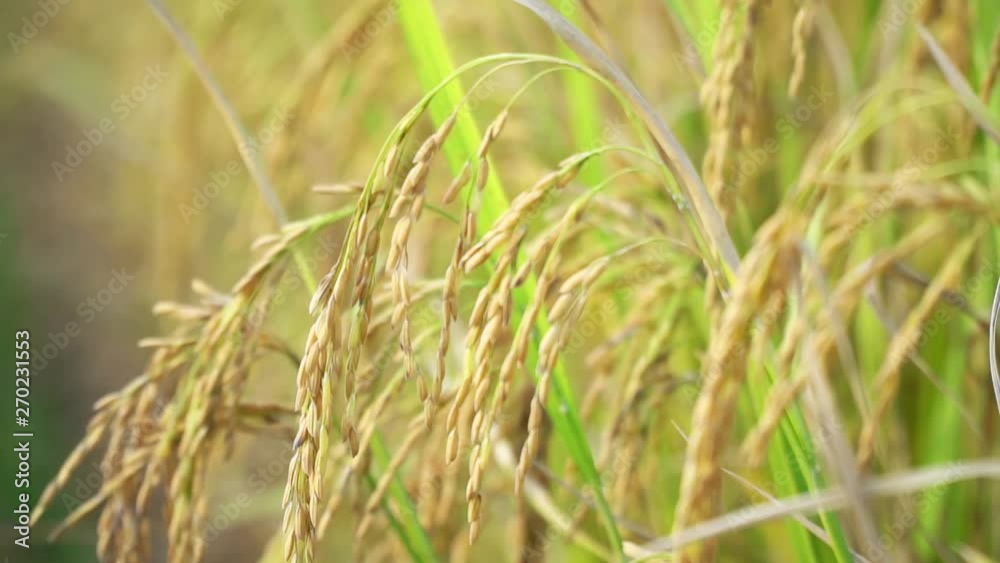 Rice seed that is already ripe in the field waiting for harvest Rice seed that is already ripe in the field waiting for harvest