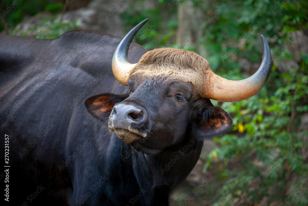 Gaur, Indian bison in the nature. Gaur, Indian bison in the nature.