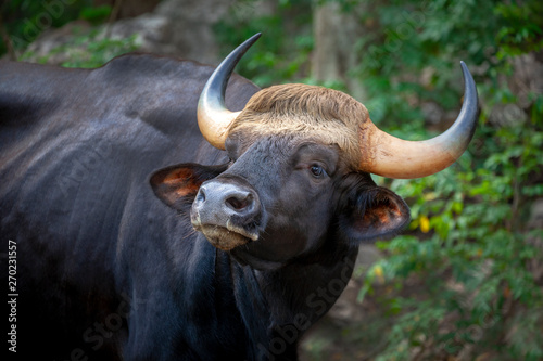  Gaur, Indian bison in the nature.