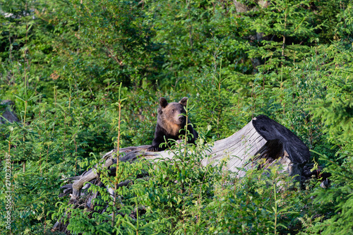 Wild Brown Bear  Ursus arctos  . Natural habitat. Slovakia