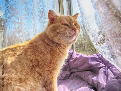 red cat sitting on the window