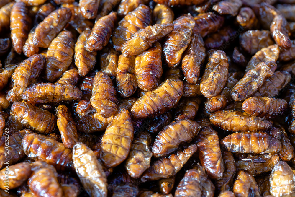 Fried silk worms delicious in street food in Thailand. Close up Fried silk worms delicious in street food in Thailand. Close up