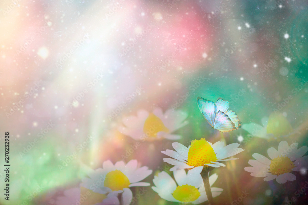 A gentle blue butterfly on a daisies flower in nature in soft pastel colors with a soft focus, macro. Dreamy, romantic, elegant, art image of living nature. Copy space