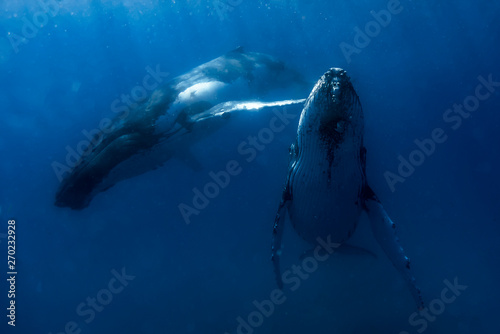 Beautiful humpback whales migrating in clear water 