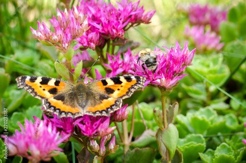 Photography butterfly sits on a violet flower. Closeup.