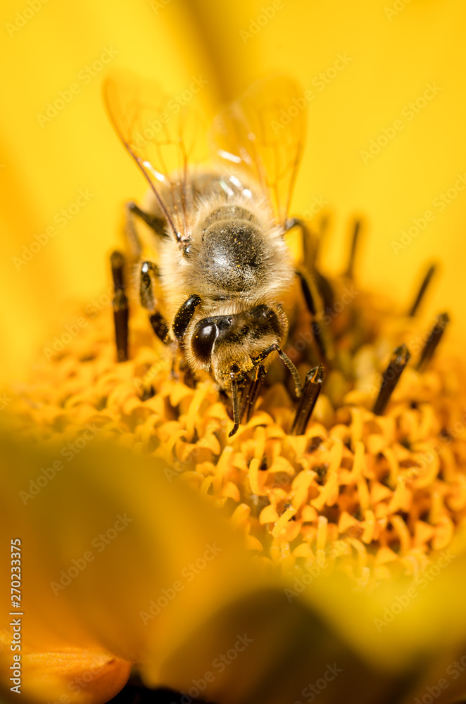 Bee. The bee pollinates a yellow flower of Heliopsis. Closeup. Pollinations of concept. Closeup Bee. The bee pollinates a yellow flower of Heliopsis. Closeup. Pollinations of concept. Closeup