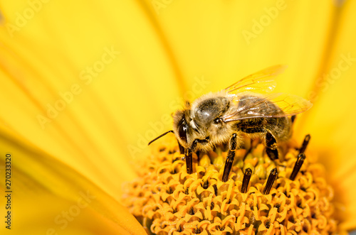 Honeybee pollinates a yellow flower of heliopsis. Closeup. Pollinations of concept.