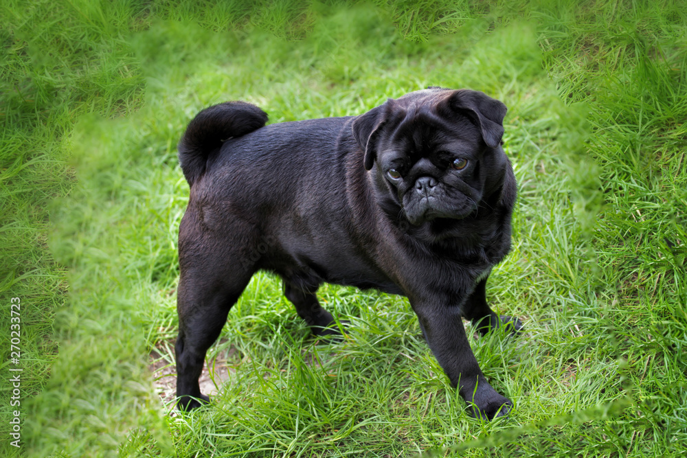 Black pug puppy walking on the grass in summer time