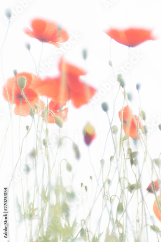 Poppies, the beginning of summer - photographed with a vintage lens
