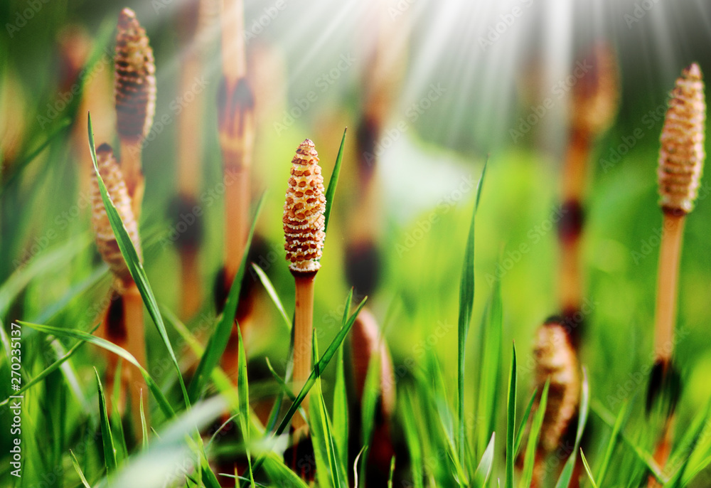 Small fungus growing in the green grass at sunny day Small fungus growing in the green grass at sunny day