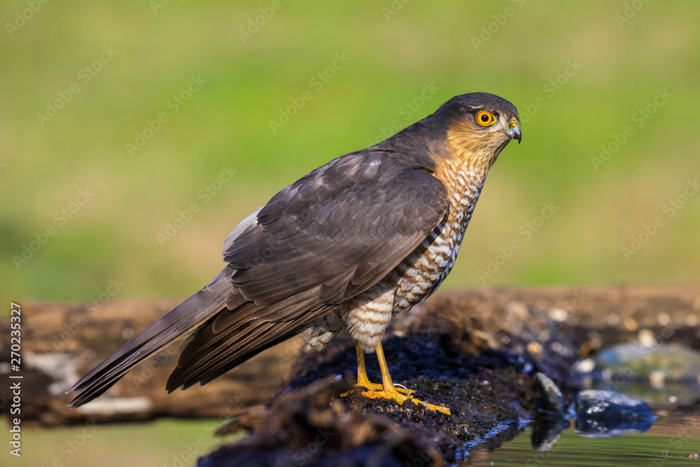 Sparviere (Accipiter nisus) posato su un ramo Sparviere (Accipiter nisus) posato su un ramo