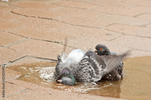 Foto pair of gray doves swimming in a puddle on the street