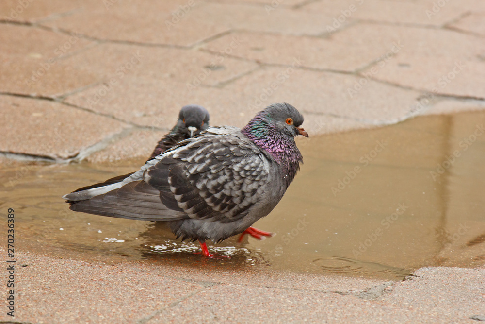 Obraz premium pair of gray doves swimming in a puddle on the street. Birds bathe in water on paving slabs in the rain. love, friendship, care