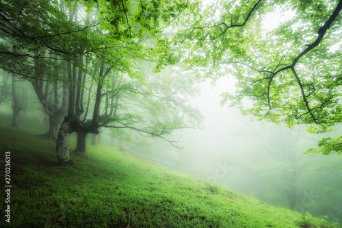 misty forest of gorbea natural park