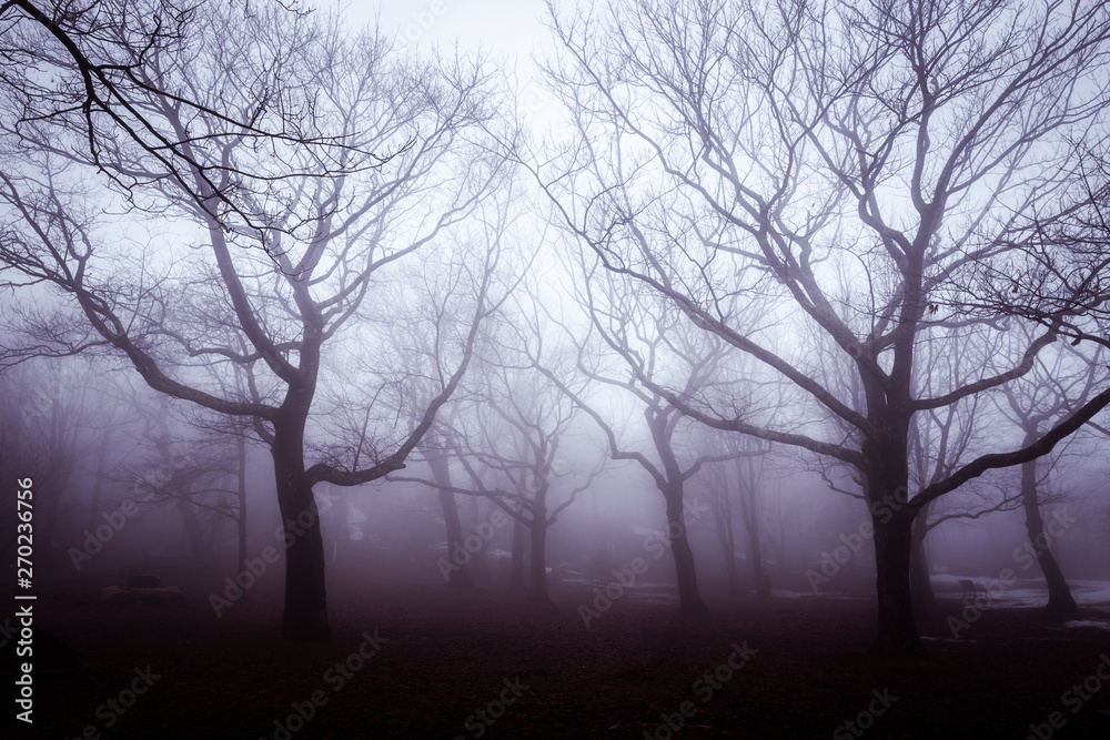 trees in fog trees in fog