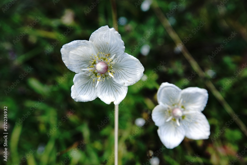 Schneerose im Wald Schneerose im Wald