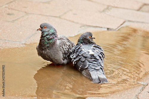 Foto pair of gray doves swimming in a puddle on the street