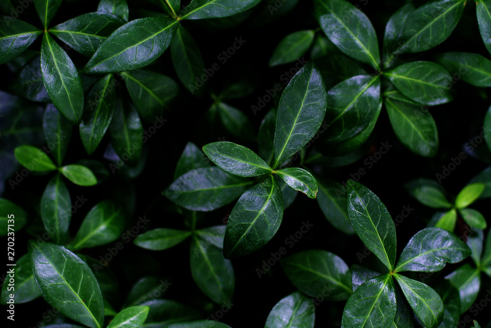 green dark leaves texture background closeup green dark leaves texture background closeup