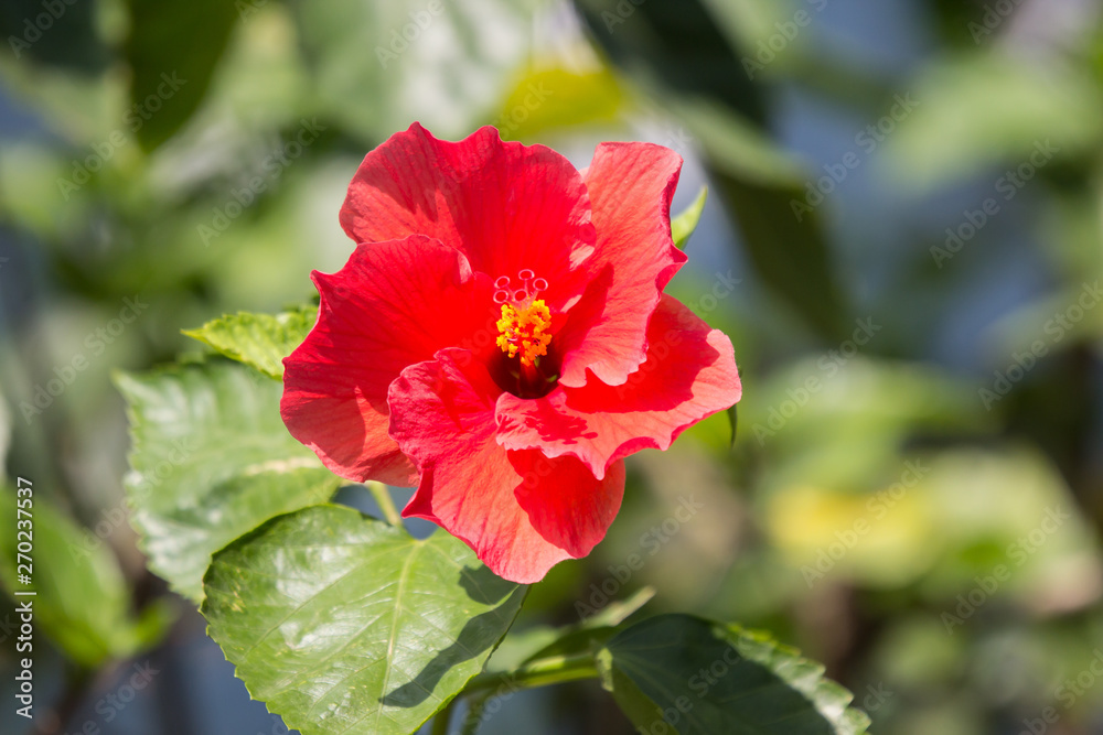 Close up of red Hibiscus rosa-sinensis Close up of red Hibiscus rosa-sinensis