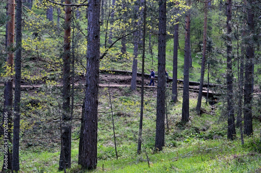 Obraz premium path through woods full of wood