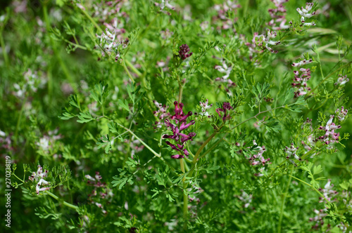 Close-up of Fumaria Flowers, Fumitory, Fumewort, Nature, Macro