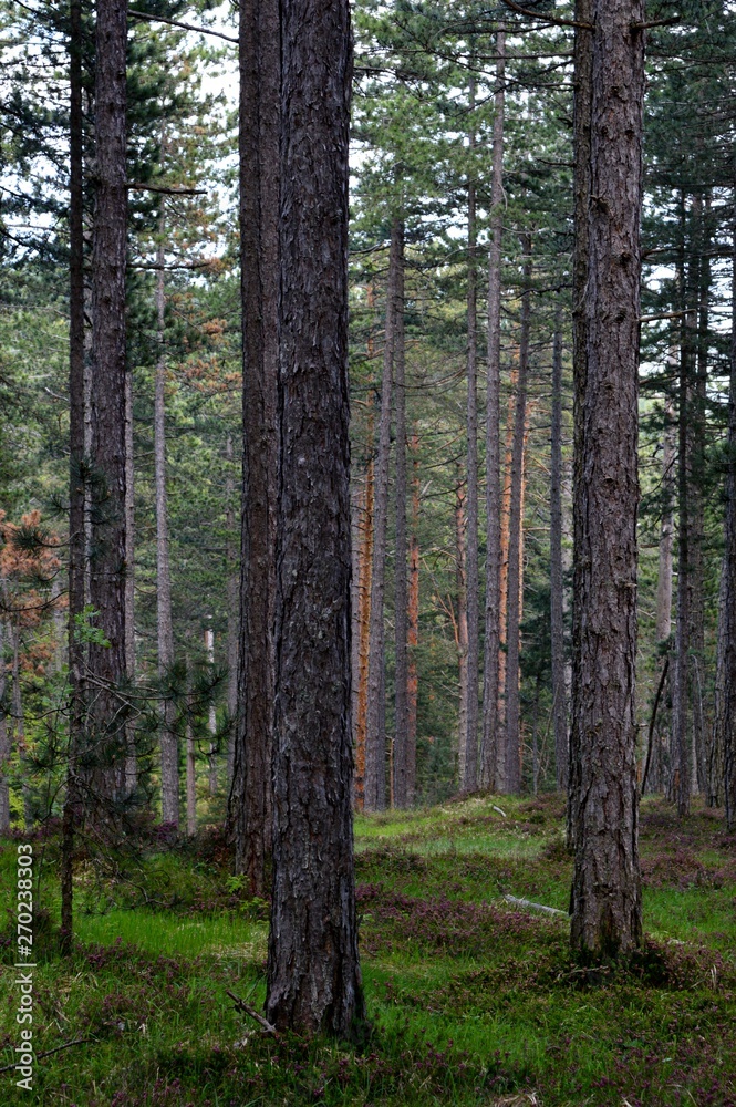 landscape forest full of trees landscape forest full of trees