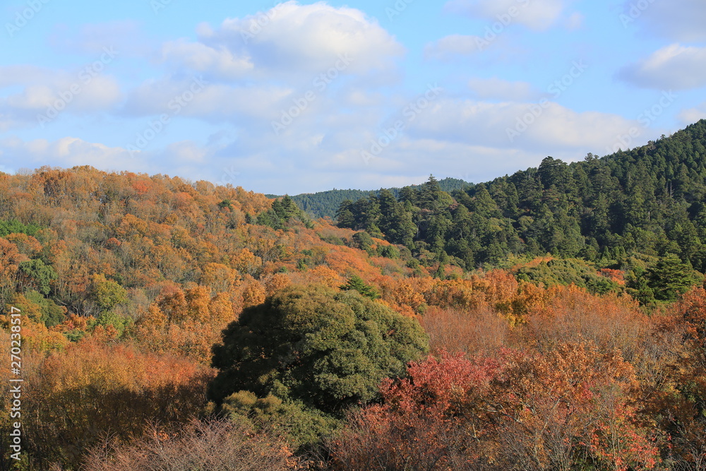 nature landscape in autumn japan, nara