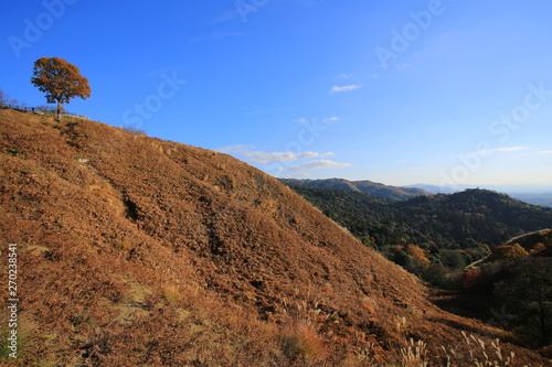 tree alone on the slope of top photo