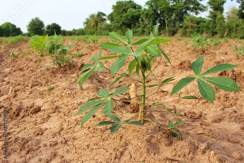  Cassava trees on the farm are growing