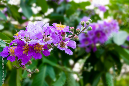 Wallpaper Mural Queen’s Crape Myrtle flower, Lagerstroemia speciosa Pers, Queen's flower in the park or forest in tropical. Torontodigital.ca