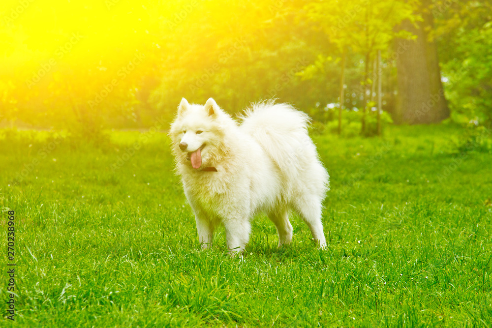 A fluffy white dog breed sammy happily plays on a green lawn. pet walking