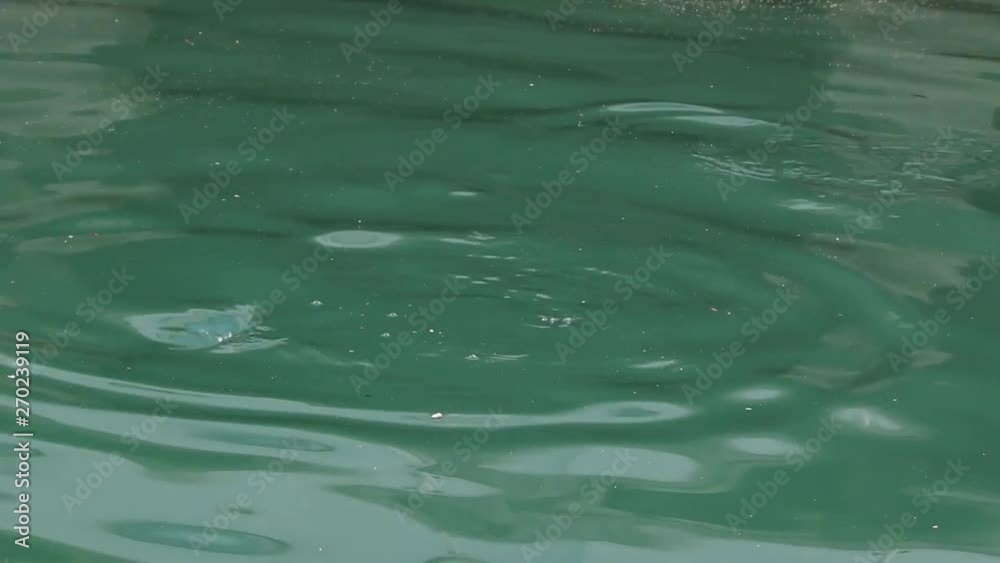 Wild Harbor seal, Phoca vitulina, swimming in a harbor Wild Harbor seal, Phoca vitulina, swimming in a harbor