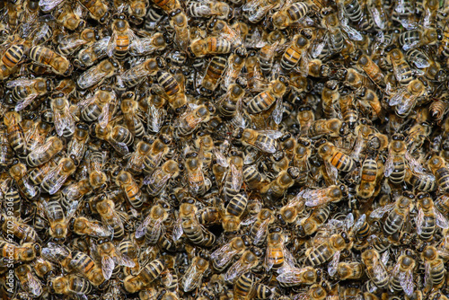 Honigbienen Schwarmtraube