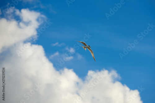 Birds flying in the sky of the southern island