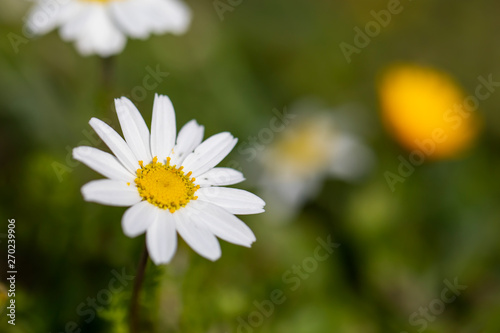 Daisy and Spring Background
