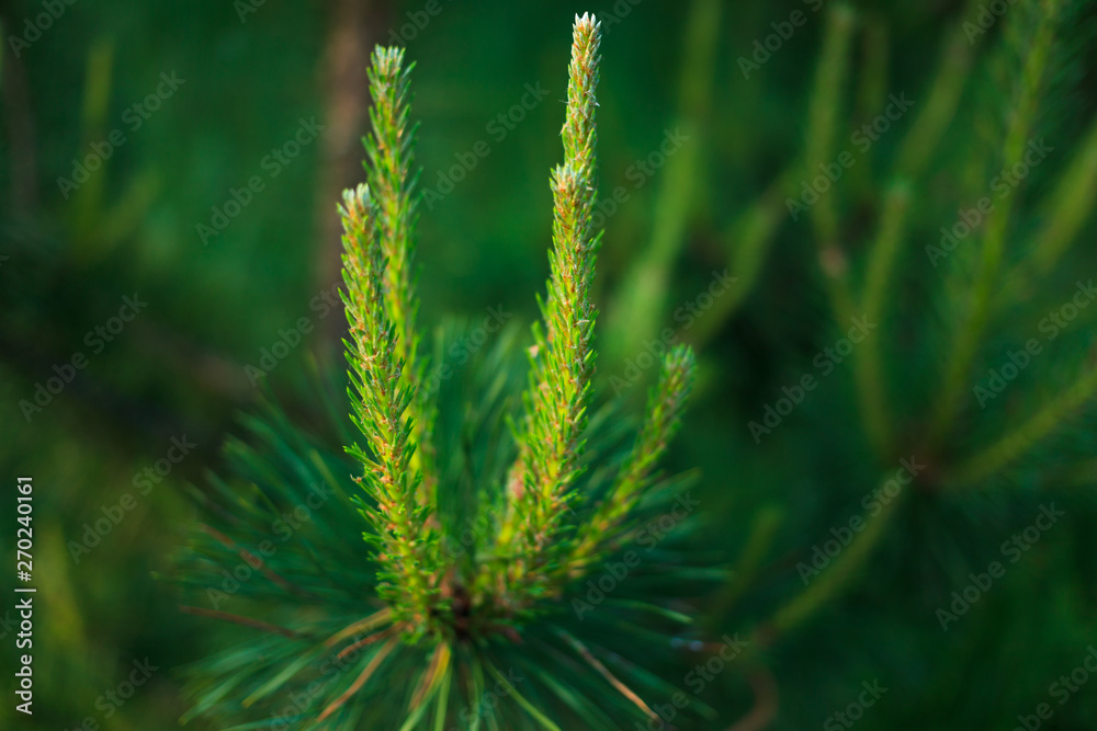 Pine tree. Young shoots of pine. Branches of the tree. Beautiful wild nature. green background. .