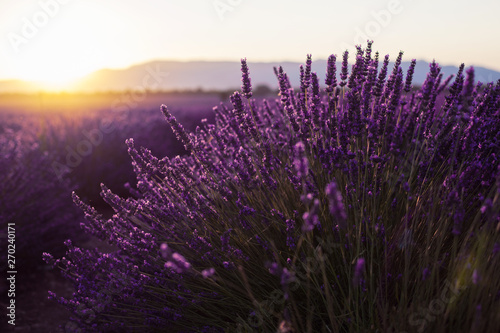 Fragrant lavender flowers at beautiful sunrise  Valensole  Provence  France