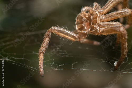 Photo Dead Spider 01