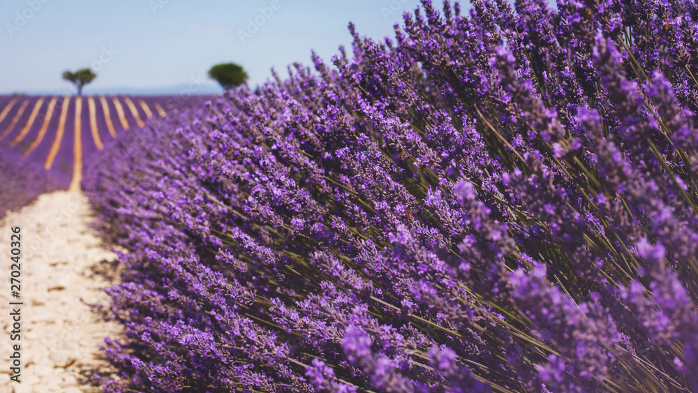 Obraz premium Beautiful fragrant lavender field in bright light Valensole, Provence, France