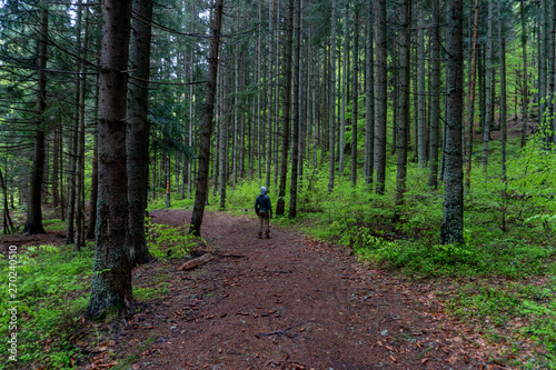 Man walking in the dark mountain forest in spring season. Hiking in forest. Man Walking In Deep Forest. © Epic Vision