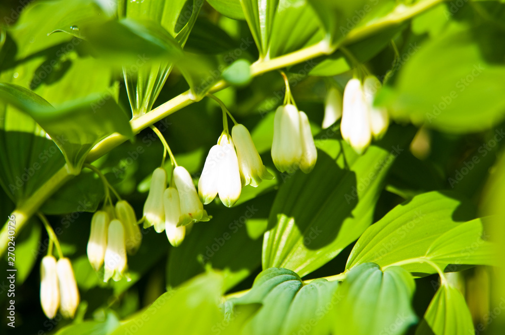 Obraz premium Closeup of green plant of Polygonatum multiflorum