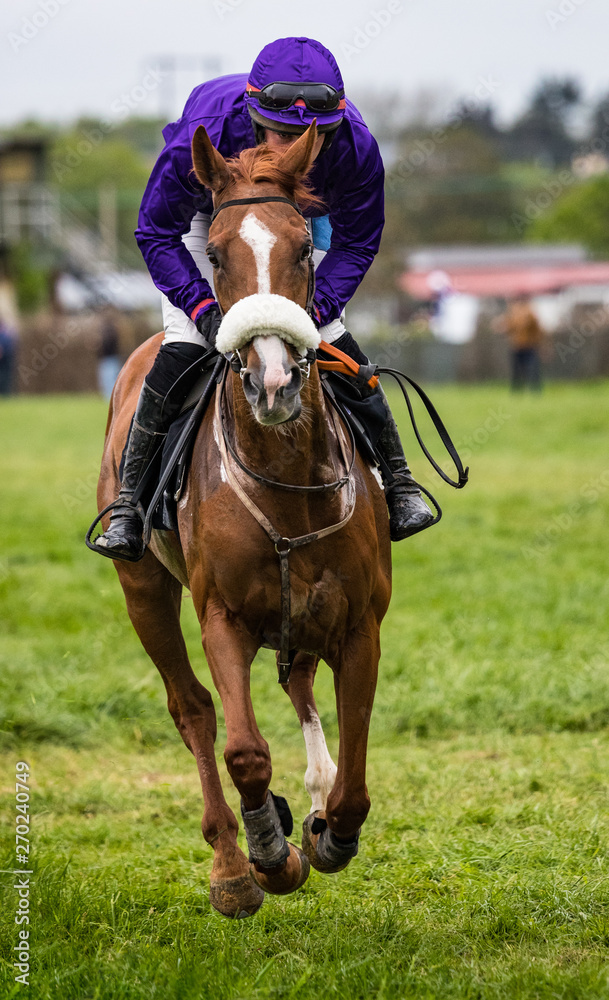 Obraz premium Single race horse and jockey sprinting on the race track
