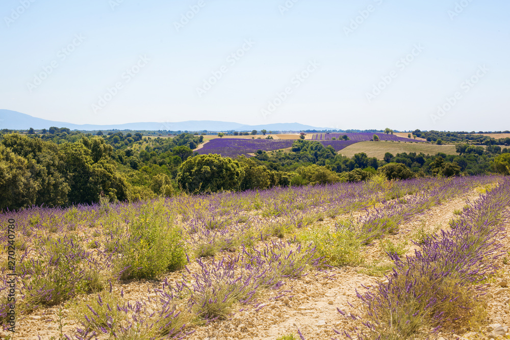 Beautiful view of the fields of lavender Valensole, Provence, France