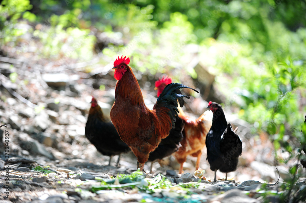 Fototapeta premium The home grown Korean chicken 