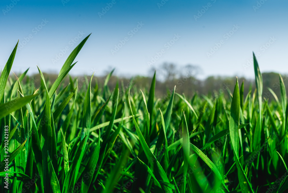 Green cereal field in the early spring. Close up Green cereal field in the early spring. Close up