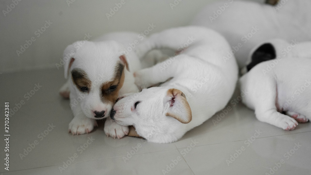 Fototapeta premium Jack Russell Terrier puppies, Cute puppies, Sleepy Dog , Jack Russell Sleeping reflection