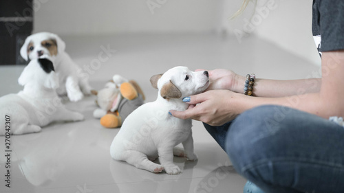 jack russell Terrier Puppy, cute puppy, jack russell cute dog
