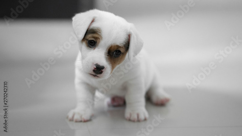 jack russell Terrier Puppy, cute puppy, jack russell cute dog